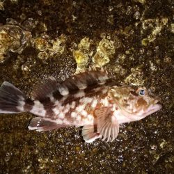 アジを求めて舞洲まで