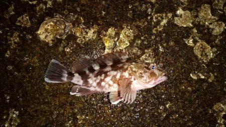 アジを求めて舞洲まで