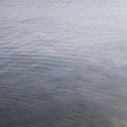 チヌ竿でハマチ