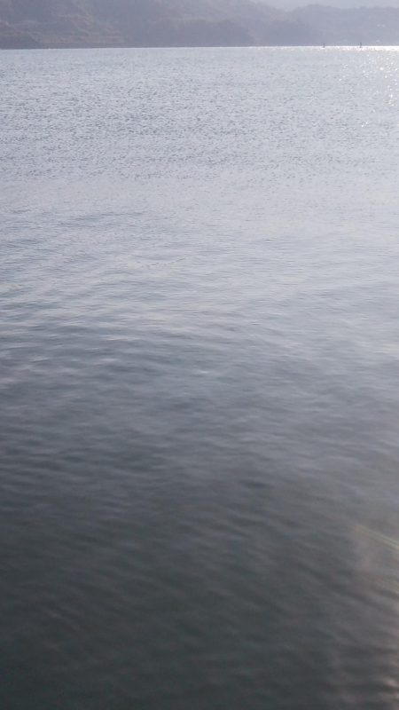 チヌ竿でハマチ