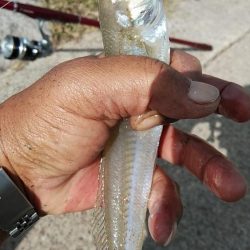 江井ヶ島の落ちギス調査Ⅱ