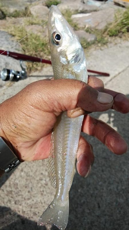 江井ヶ島の落ちギス調査Ⅱ