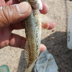 江井ヶ島の落ちギス調査