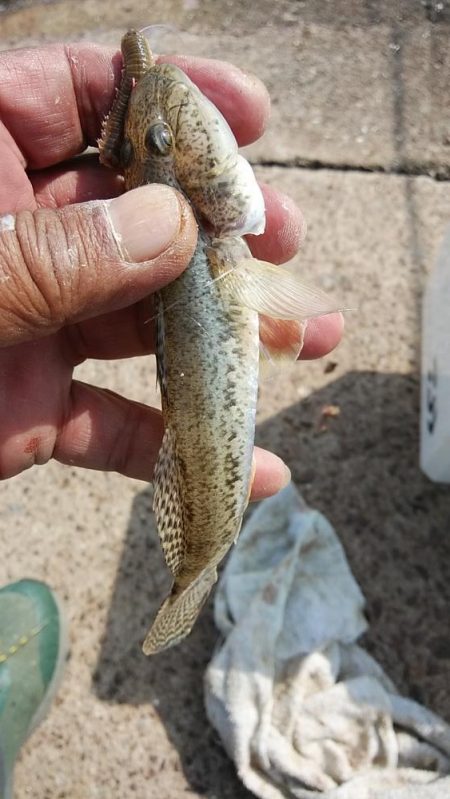 江井ヶ島の落ちギス調査