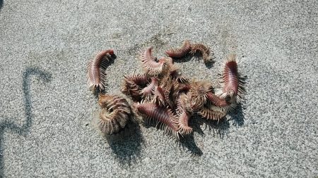 東二見白灯台波止の落ちギス調査