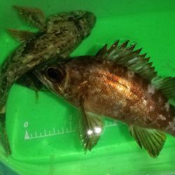 常夜灯でポツポツ