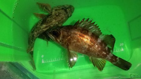 常夜灯でポツポツ