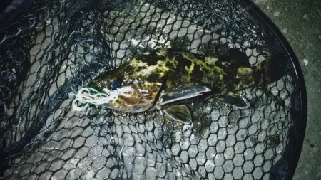 港内ボトム探り