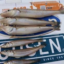 播磨新島のキス調査