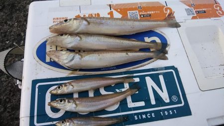 播磨新島のキス調査