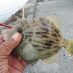 東二見のキス調査