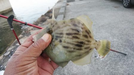 東二見のキス調査