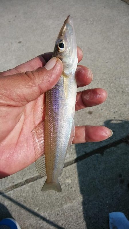 江井ヶ島のキス復活か!