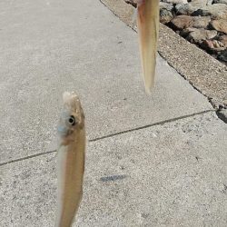 良型キスとハゼが釣れました