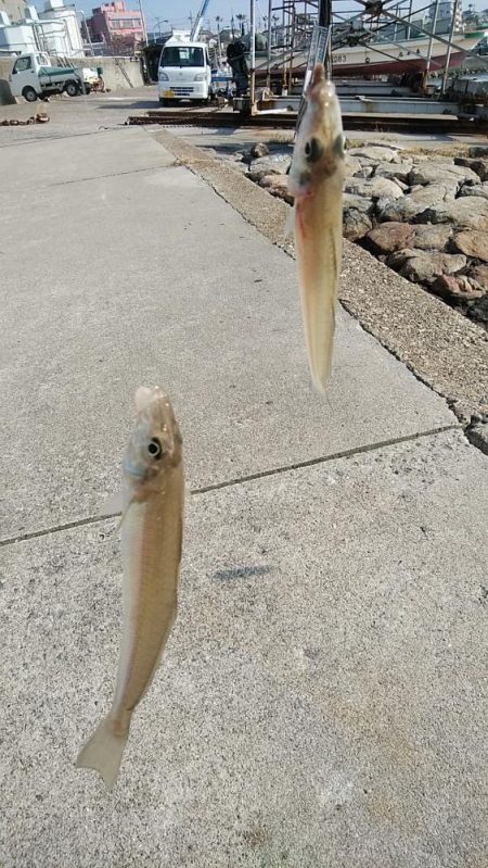 良型キスとハゼが釣れました