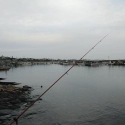 江井ヶ島のキス調査