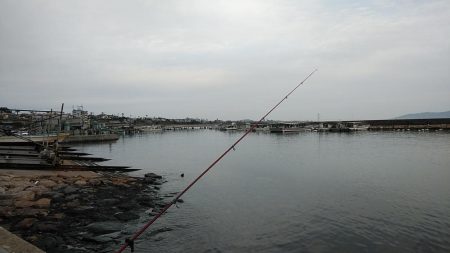 江井ヶ島のキス調査