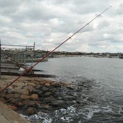 活性下がった江井ヶ島のキス