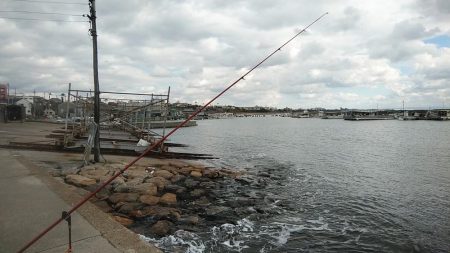 活性下がった江井ヶ島のキス