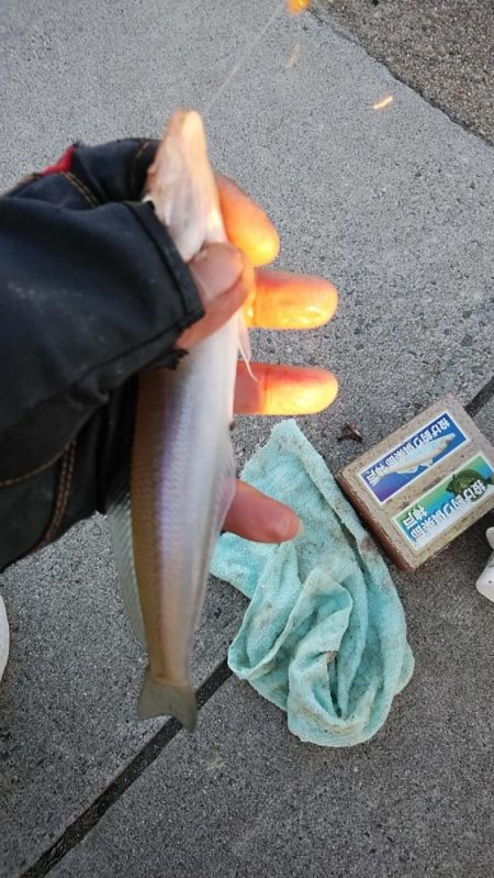 江井ヶ島のキス調査