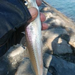 東二見のキス調査