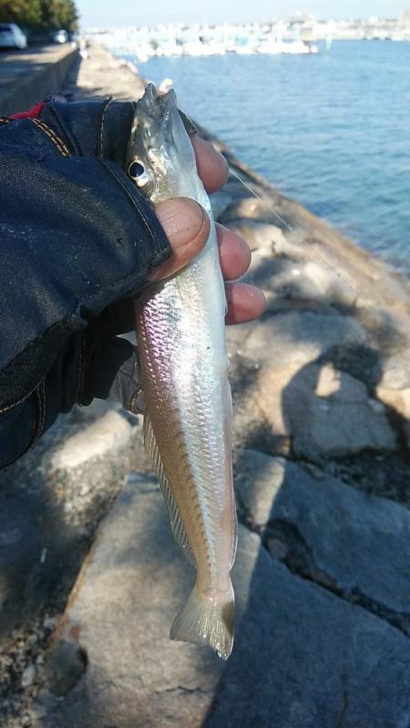 東二見のキス調査