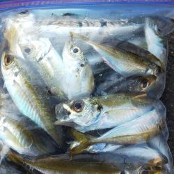 何とか2本釣れました!