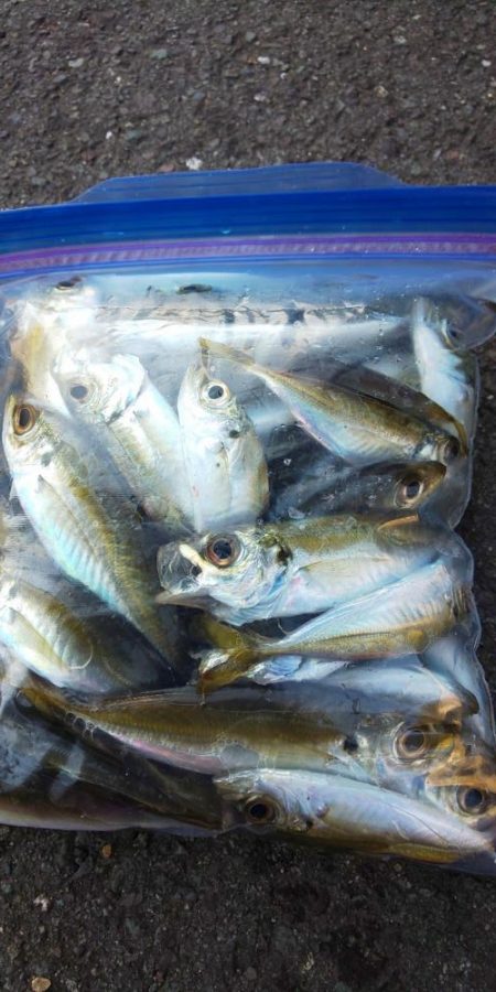 何とか2本釣れました!