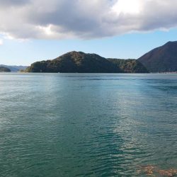 サゴシ、後が続かず。