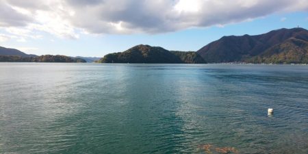 サゴシ、後が続かず。