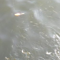 イワシキング　現る！