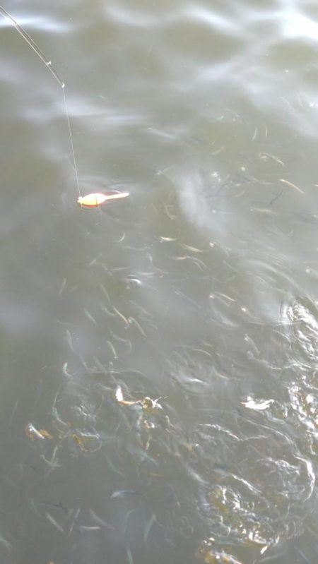 イワシキング　現る！