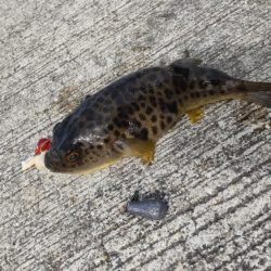 堤防五目達成ならず