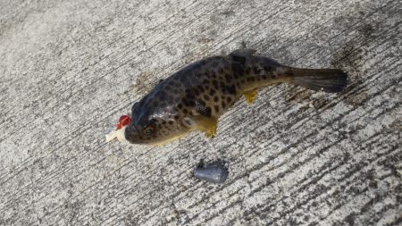 堤防五目達成ならず