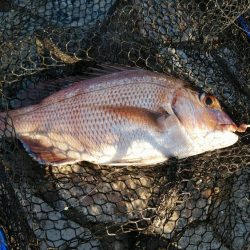 本命は音沙汰なく嬉しいゲスト