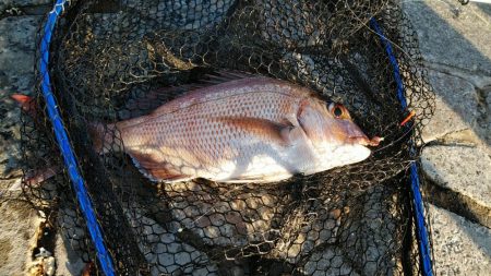 本命は音沙汰なく嬉しいゲスト