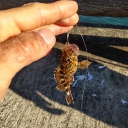 青物、太刀魚不発もマイクロ根魚