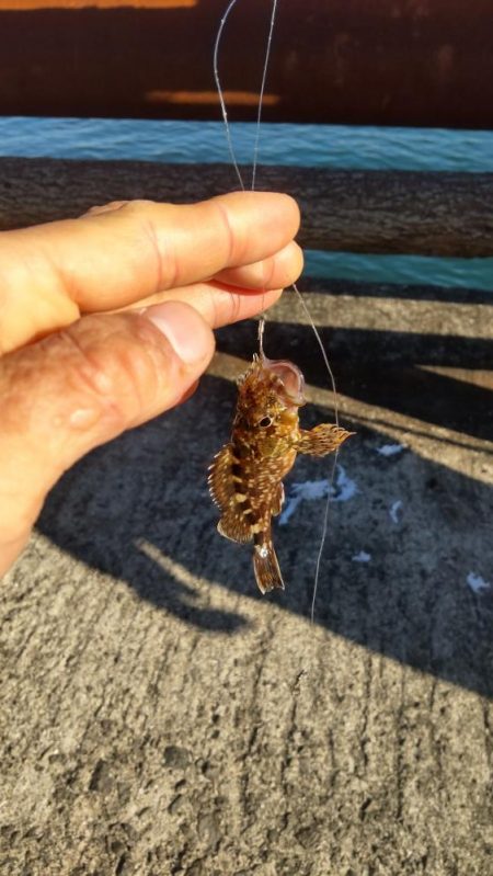 青物、太刀魚不発もマイクロ根魚