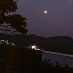 深夜のサビキで23cmまでの良型含むアジゲット