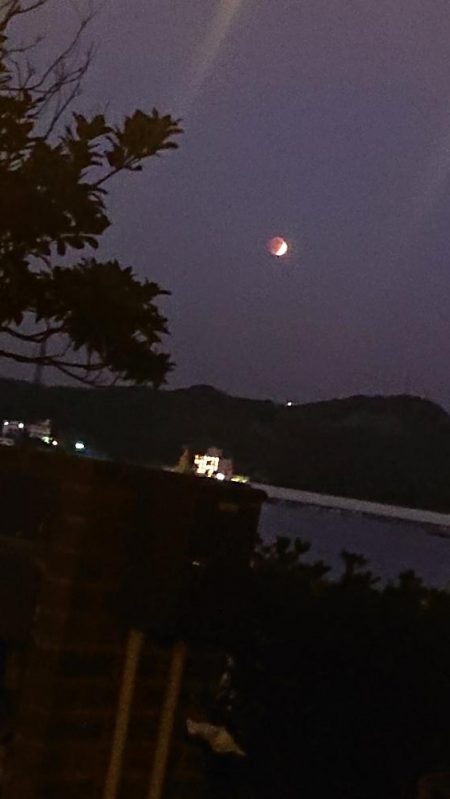 深夜のサビキで23cmまでの良型含むアジゲット