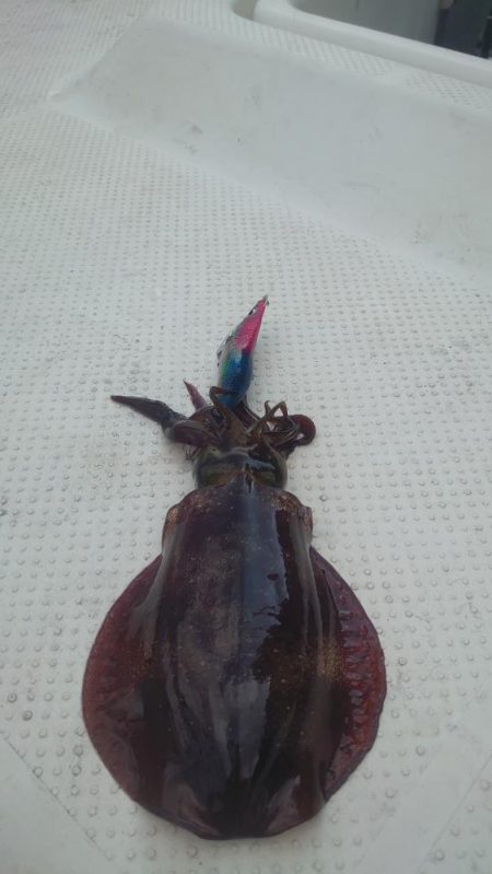 ボートエギング