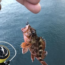 お魚ロッドでガッシー