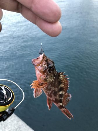 お魚ロッドでガッシー