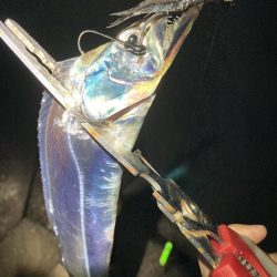 タチウオ・サゴシ