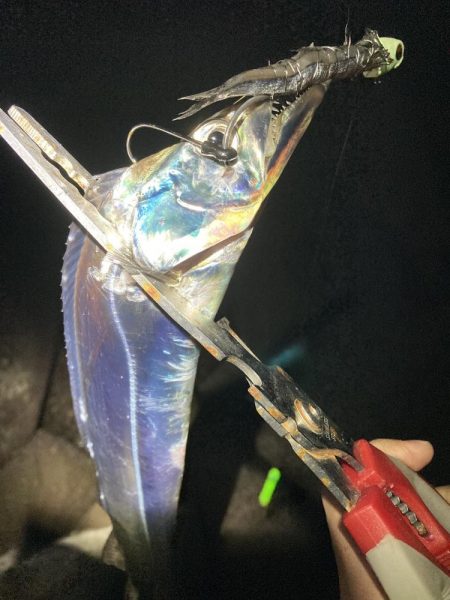 タチウオ・サゴシ