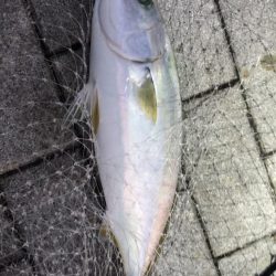 思ったより風の無い南港