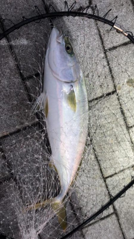 思ったより風の無い南港