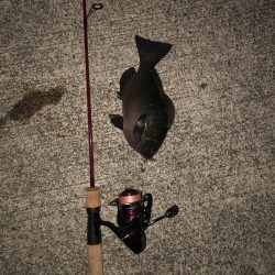 検証　虫ヘッド最強説