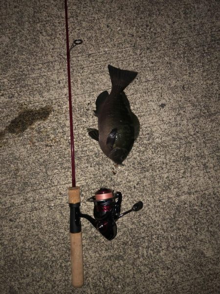 検証　虫ヘッド最強説