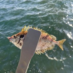 西側はフグ地獄